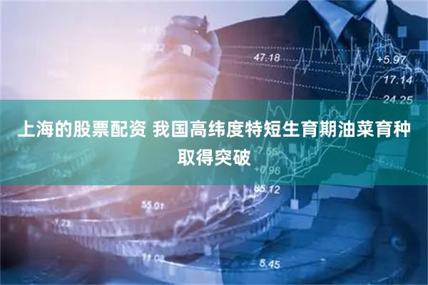 上海的股票配资 我国高纬度特短生育期油菜育种取得突破